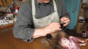 Таксидермия. Снятие куницы.