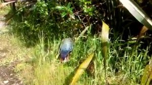 Takahē female eats paradise duckling at ZEALANDIA