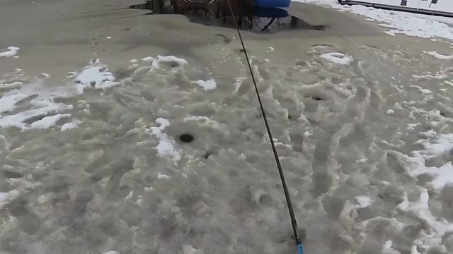 ХАЛЯВА! Ловля форели на бесплатную приманку! смотреть онлайн