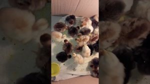 Мини фермерское хозяйство или разведение кур породы брама в домашних условиях