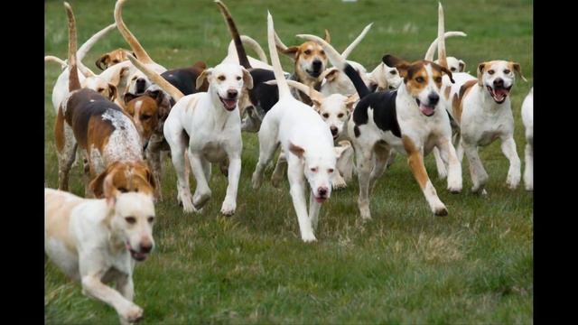 Английский фоксхаунд смотреть онлайн