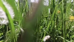 ?Одуванчики символ? лета. Релакс одуванчики.