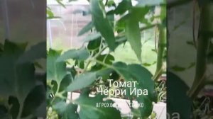 Томат "Черри Ира". Агрофирма "Семко".