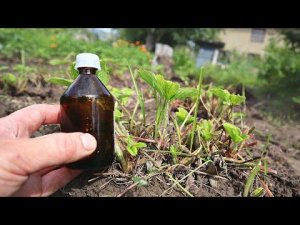 Достаточно 1 раз пролить этим клубнику осенью чтобы ягод было пропасть в следующем году. Трихоплант