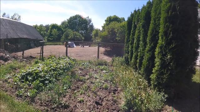 Деревенские будни. Засуха. Веники для коз. || Жизнь в деревне. смотреть онлайн