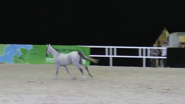 Ахалтекинский жеребец Пластик /Ахалтекинская порода лошадей #AkhalTeke #ИППОсфера 2018 #лошади смотреть онлайн