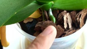 ЧЕСНОЧНАЯ ВОДА для ОРХИДЕЙ или ПРОСТОЕ УДОБРЕНИЕ что эффективнее через 2 недели