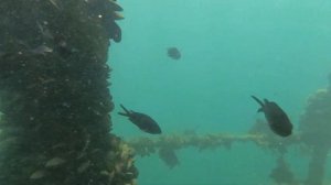 Собираем мидии на затопленном танкере "Эмба".Плов из мидий.11.07.2021.Абхазия.Сухум.