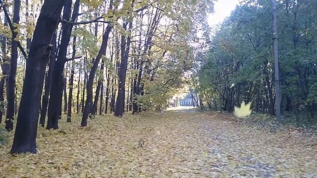 Золотая осень. Листопад в Измайловском парке смотреть онлайн