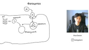 Фагоцитоз за 10 минут ЕГЭ по биологии