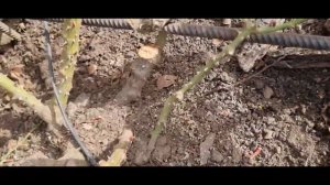 Обрізка плетистої троянди Orange Meillandina