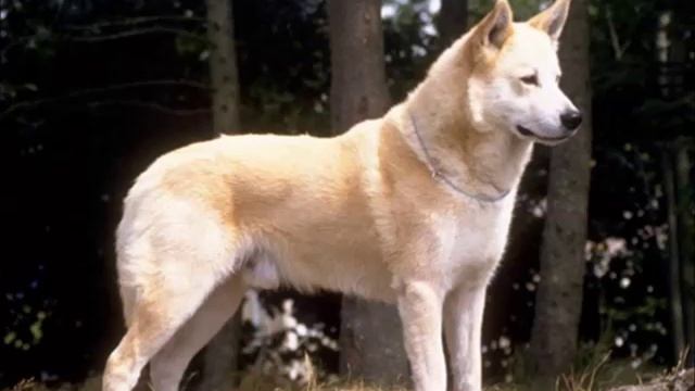 Ханаанская собака - порода из Израиля смотреть онлайн