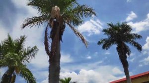 Куба далеко, куба рядом