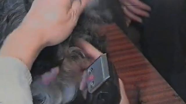 Стрижка собаки - путь в чемпионы. Победители выставок собак стоят во время стрижки часами неподвижн смотреть онлайн