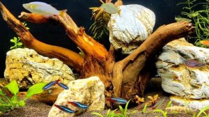 Перезапуск аквариума. Буферная подложка из пеностекла. Камни Майя.