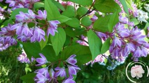 Многолетний декоративный кустарник - дейция