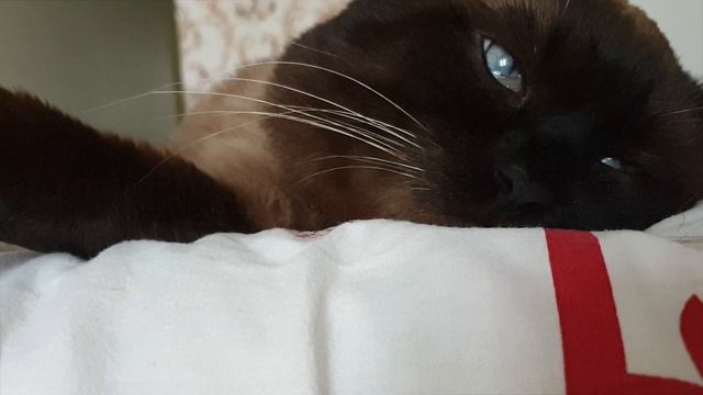 Epic sleeping of epic thai cat/Эпичный сон эпичного тайского кота. смотреть онлайн