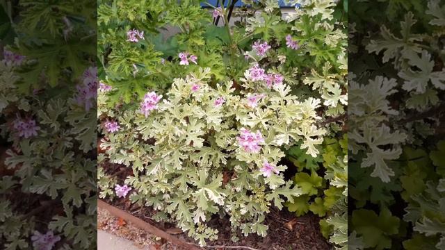 Pelargonium Graveolens - Rose Mint Scented Geranium Care