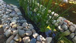 Карпы Кои, Осетры и Золотые амуры в пруду.