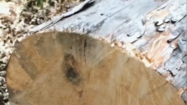 Спилить дерево по частям — можно ли без автовышки?