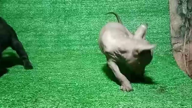 Мальчики С1
