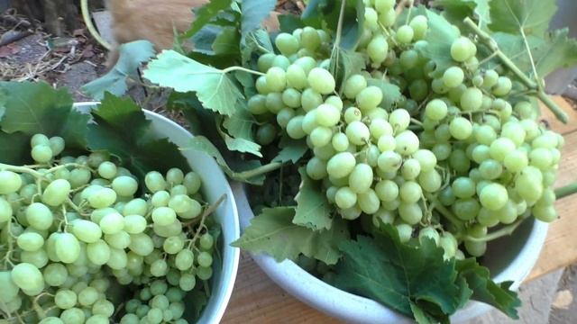 Сбор урожая винограда / Harvesting grapes смотреть онлайн