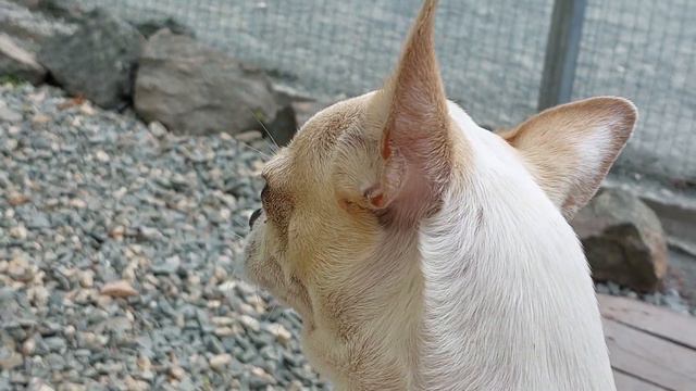 Елисей Сокровище носик курносик ,наш чемпион питомник чихуахуа Кастропуло Крым смотреть онлайн