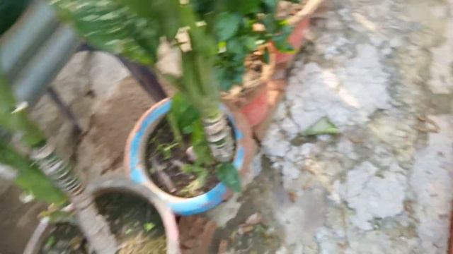 Croton plant care, Indoor plant carecroton mammy plant