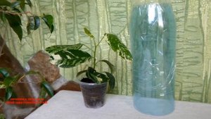 Обзор Ficusa Rubiginosa Variegata. Фикус рубигиноза варигатный. Комнатные растения