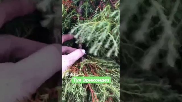 Туя вересковидная Эрикоидез #садсвоимируками #garden #хвойныйсад