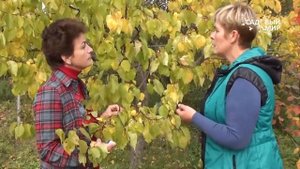 Как подкармливать абрикос