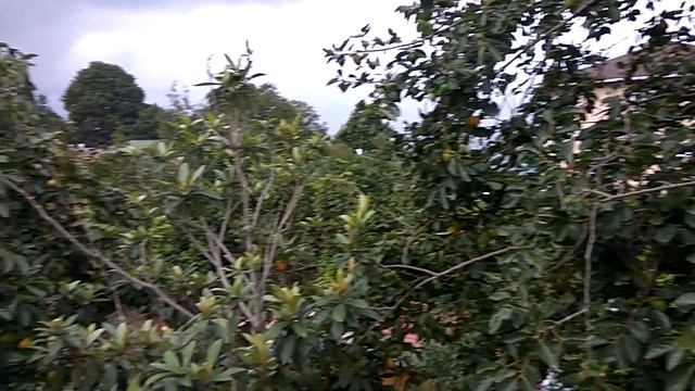 Как растет хурма| Дерево как выглядит, оранжевые плоды смотреть онлайн