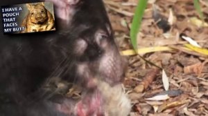 Tasmanian Devil facts: Shouting for Food | Animal Fact Files