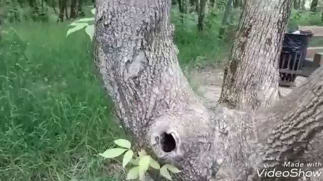 Москва .Синица кормит птенцов рядом с дорогой в парке. смотреть онлайн