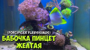 Бабочка пинцет желтый | Forcipiger Flavissimus