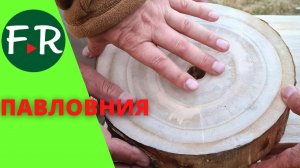 Огромная плантация павловнии на Иссык-Куле. Бизнес на лесе. Спили, а он вырос. Где тут подвох?