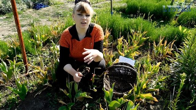 Как и когда выкапывать ТЮЛЬПАНЫ. Тюльпаны уход выращивание размножение посадка болезни хранение.