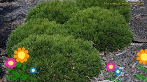 Сосна белокорая Шмидта. Краткий обзор, описание характеристик pinus leucodermis Schmidtii