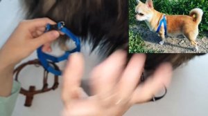 Как выбрать ошейник или шлейку для Шпица?