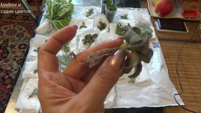 Комнатные цветы/Посылка от подписчицы/Посылка с суккулентами/сентябрь 2019 смотреть онлайн