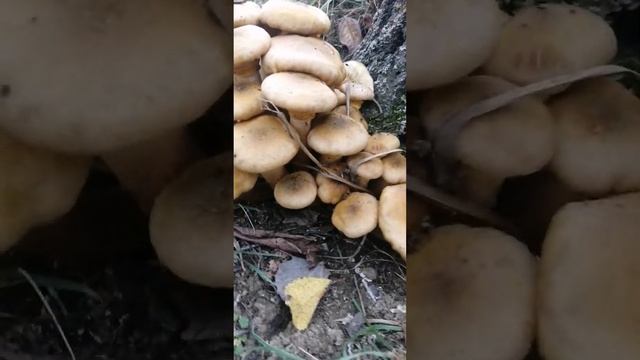 грибы. полная корзина в одном месте. грибы