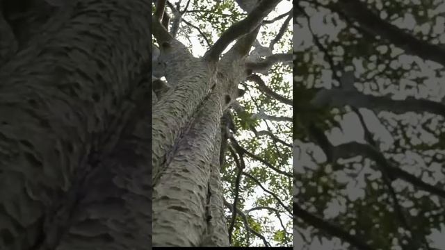 Медитация родовое дерево, почувствуй связь с родом