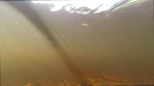 Рыбалка в Архангельске на Хариуса\Вологодский Каракат