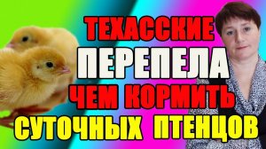 Техасские перепела. Кормление и содержание суточных перепелят.