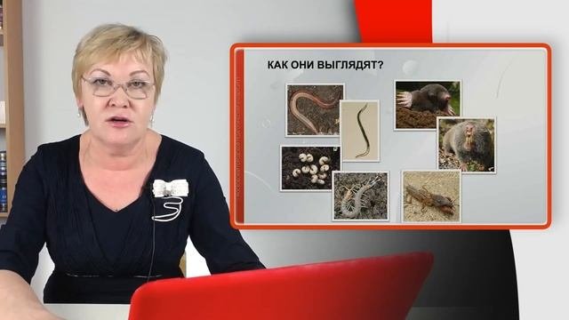 Формирование основ критического мышления в начальной школе