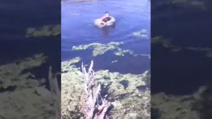 Любит купаться в болоте