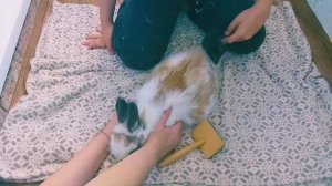 Вычёсываем кролика.Декоративный кролик уход.