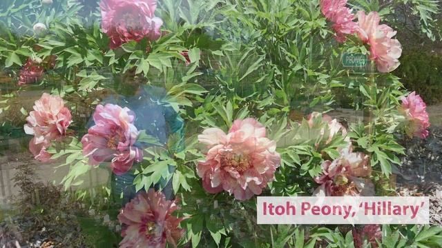 See Our Peonies for 2020 смотреть онлайн