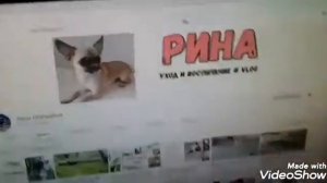 Приучаю НОВОГО щенка к пелёнке/ Получится?/АСЯ ТОЙ-ТЕРЬЕР