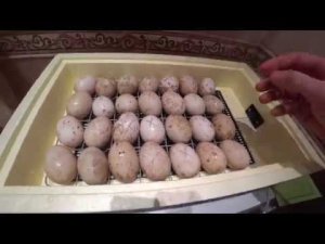 ИНКУБАЦИЯ ЯИЦ МУСКУСНЫХ УТОК